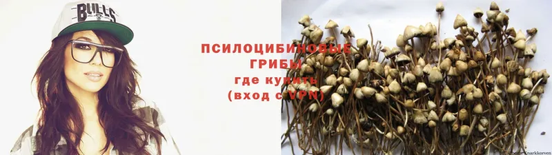 Псилоцибиновые грибы Psilocybine cubensis  Сосновка 